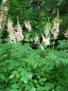 Astilbe