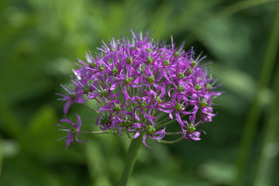 Allium wallichii