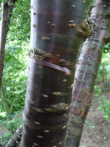 Greyleaf Cherry