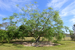 African horseradish tree