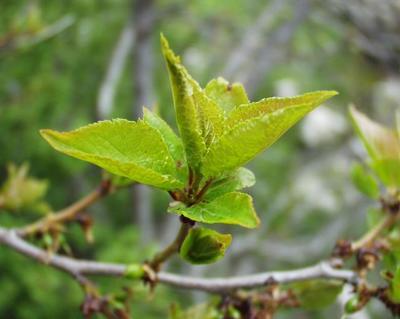 Prunus brigantina