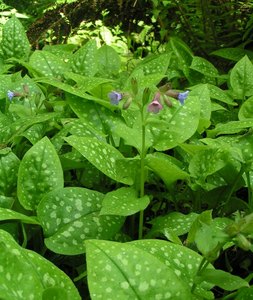 Lungwort