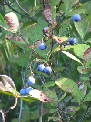 Vaccinium caesariense