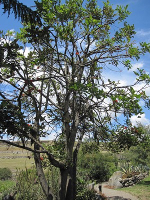 Erythrina edulis