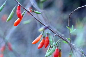 Chinese Boxthorn