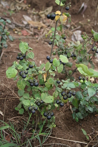 Garden Huckleberry