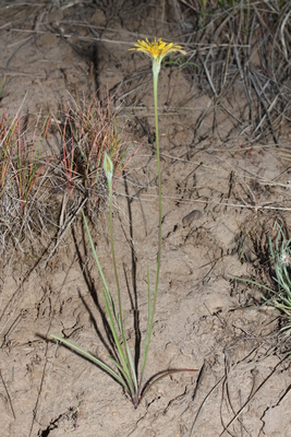 Microseris nutans