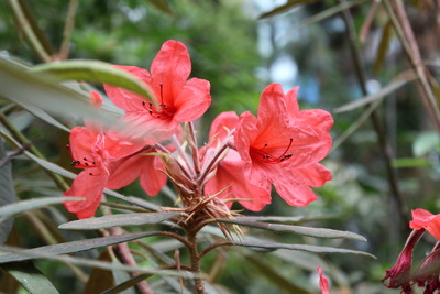 Rhododendron griersonianum