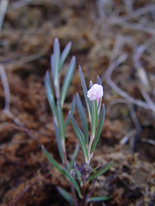 Marsh Andromeda