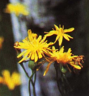 Crepis runcinata