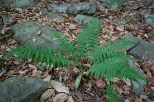 Marginal Woodfern