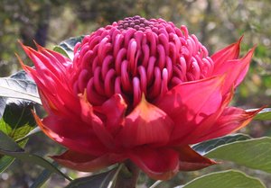 Waratah