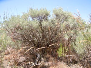 Threetip Sage Brush