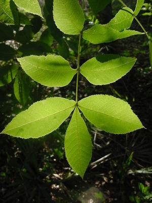 Carya floridana