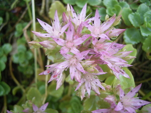 Caucasian Stonecrop