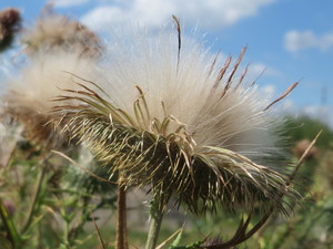 Common Thistle