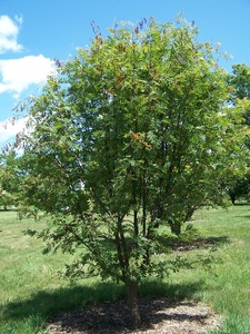 Sorbus commixta