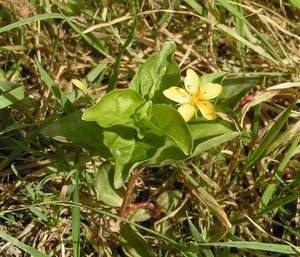 Yellow Pimpernel