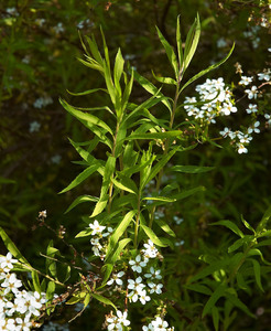 Thunberg's meadowsweet