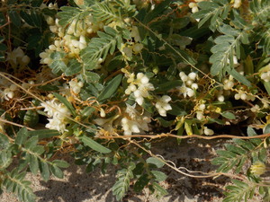 Flatglobe dodder