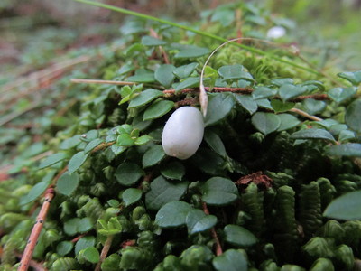 Gaultheria hispidula