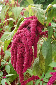 Love Lies Bleeding