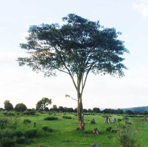 Croton tree