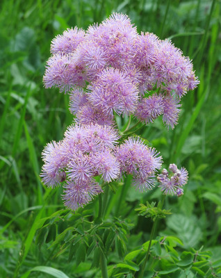 Thalictrum aquilegiifolium