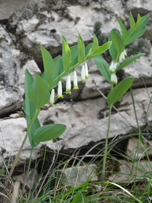 Polygonatum odoratum