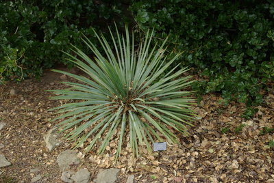 Yucca glauca