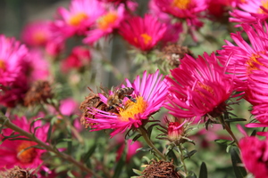 New England Aster