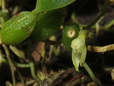 Bulbophyllum inconspicuum