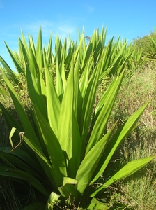 Mauritius Hemp