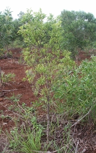 Pacific Sandalwood