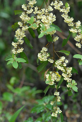 Litsea cubeba