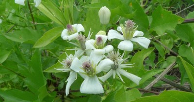 Clematis ligusticifolia