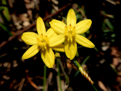 Hypoxis hygrometrica