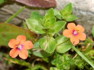 Anagallis arvensis