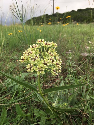 Asperula in Kerrville Texas