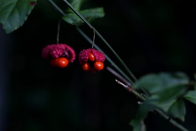 Euonymus americanus