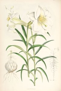 Lilium wallichianum