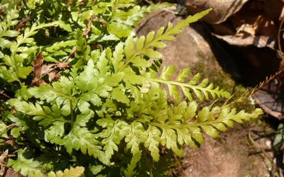 Asplenium adiantum-nigrum