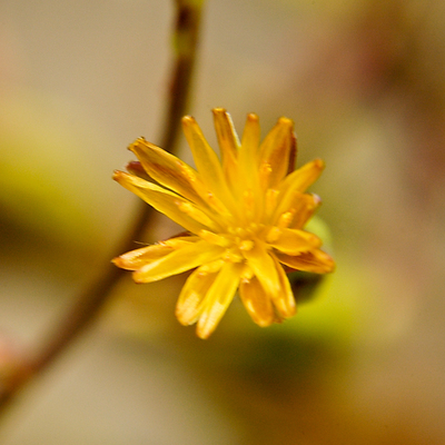 Lactuca canadensis