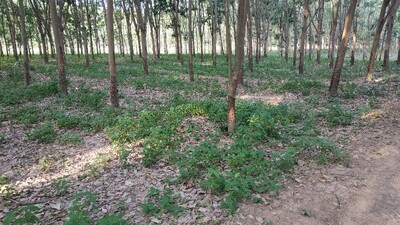 coromandel as groundcover in a rubberplantation