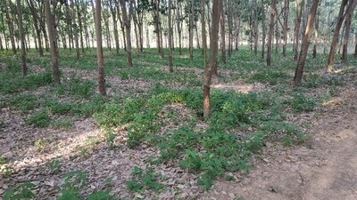 coromandel as groundcover in a rubberplantation