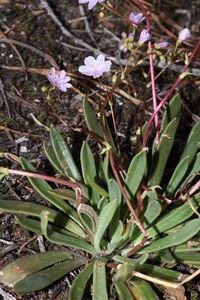 Columbian Bitterroot