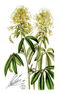 Yellow Spiderflower