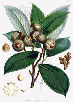 Quercus lamellosa