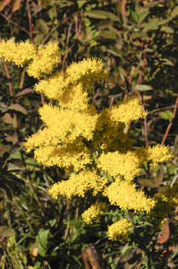 Old-Field Goldenrod