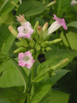 Nicotiana tabacum